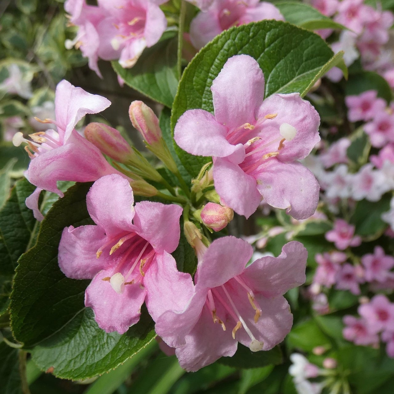 Weigela - The Spring Shrub Sensation (image credits: pixabay)