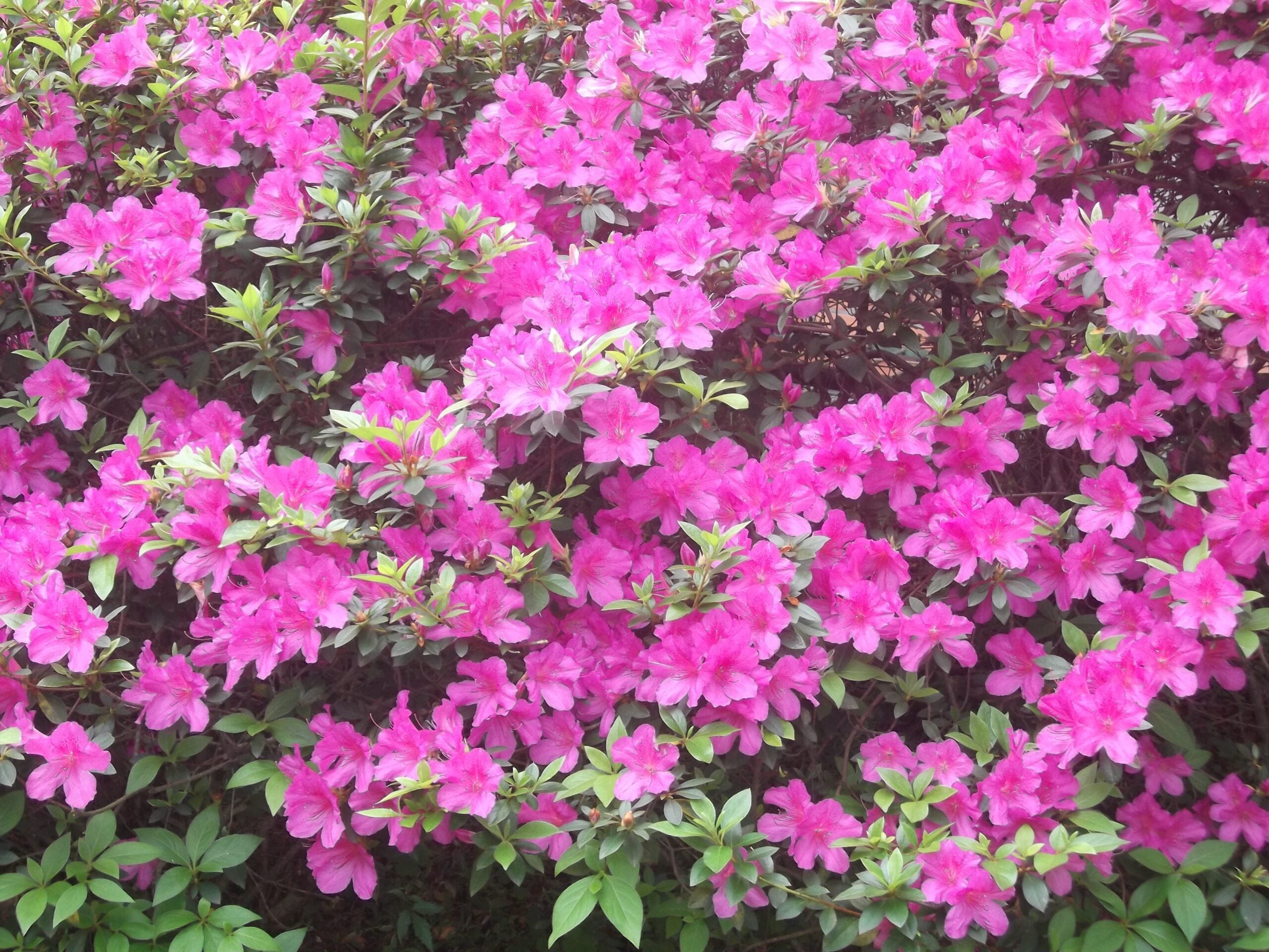 Azalea and Rhododendron - The Early Bloomers (image credits: wikimedia)
