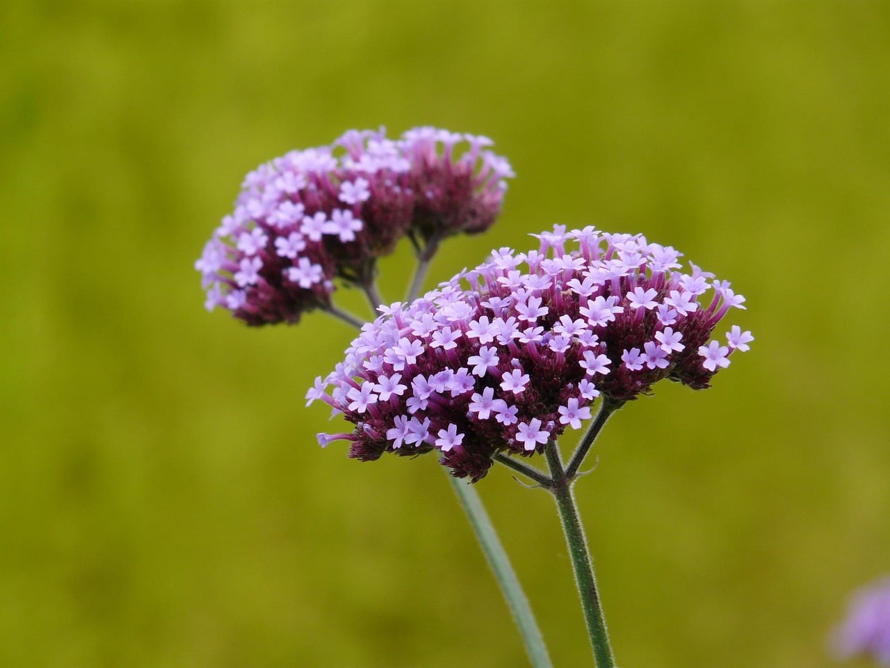 Verbena - The Tough Customer (image credits: pixabay)