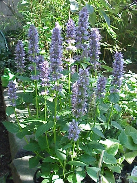 Agastache - The Hummingbird Mint (image credits: wikimedia)