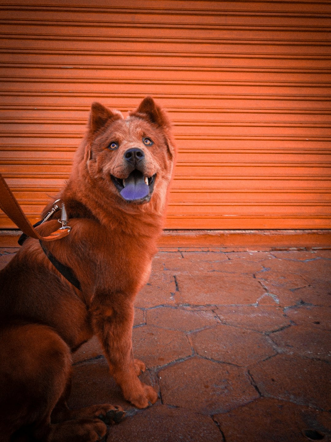 17. Chow Chow - The Fluffy Menace That Bites Without Warning (image credits: unsplash)