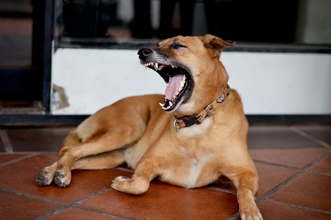 13. Akita - The Silent Samurai With a Hair-Trigger Temper (image credits: unsplash)