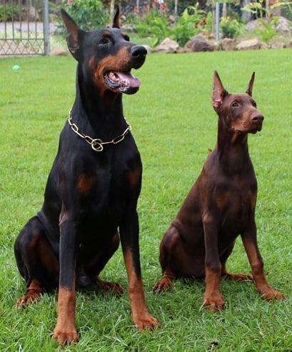 12. Doberman Pinscher - The Velcro Dog That Strikes Like Lightning (image credits: wikimedia)