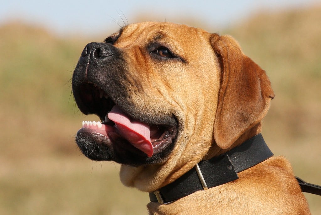 11. Bullmastiff - The Silent Guardian Turned Executioner (image credits: flickr)