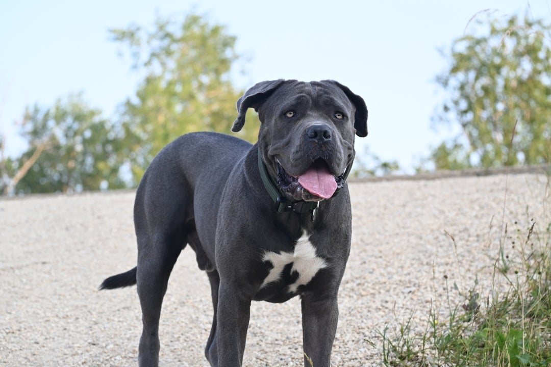 10. Cane Corso - The Italian War Machine (image credits: unsplash)