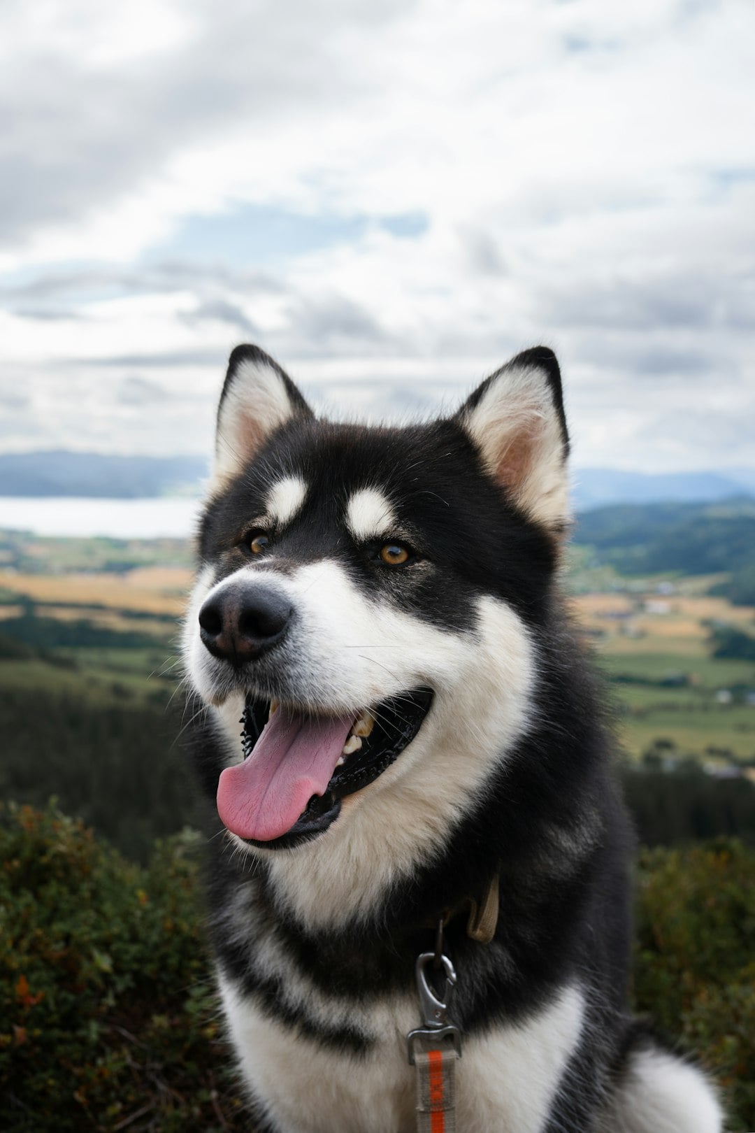 9. Alaskan Malamute - The Arctic Assassin (image credits: unsplash)