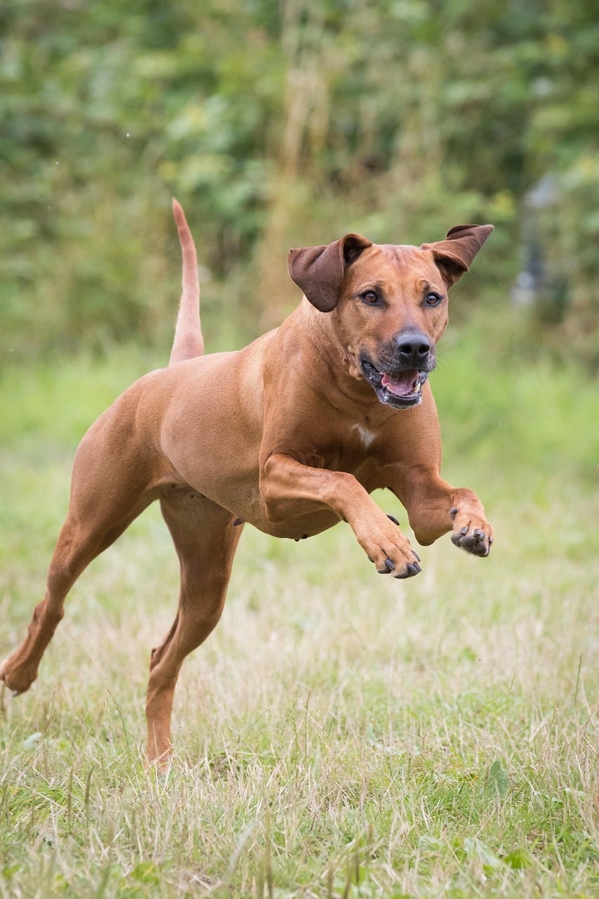 8. Rhodesian Ridgeback - The African Lion Hunter (image credits: pixabay)