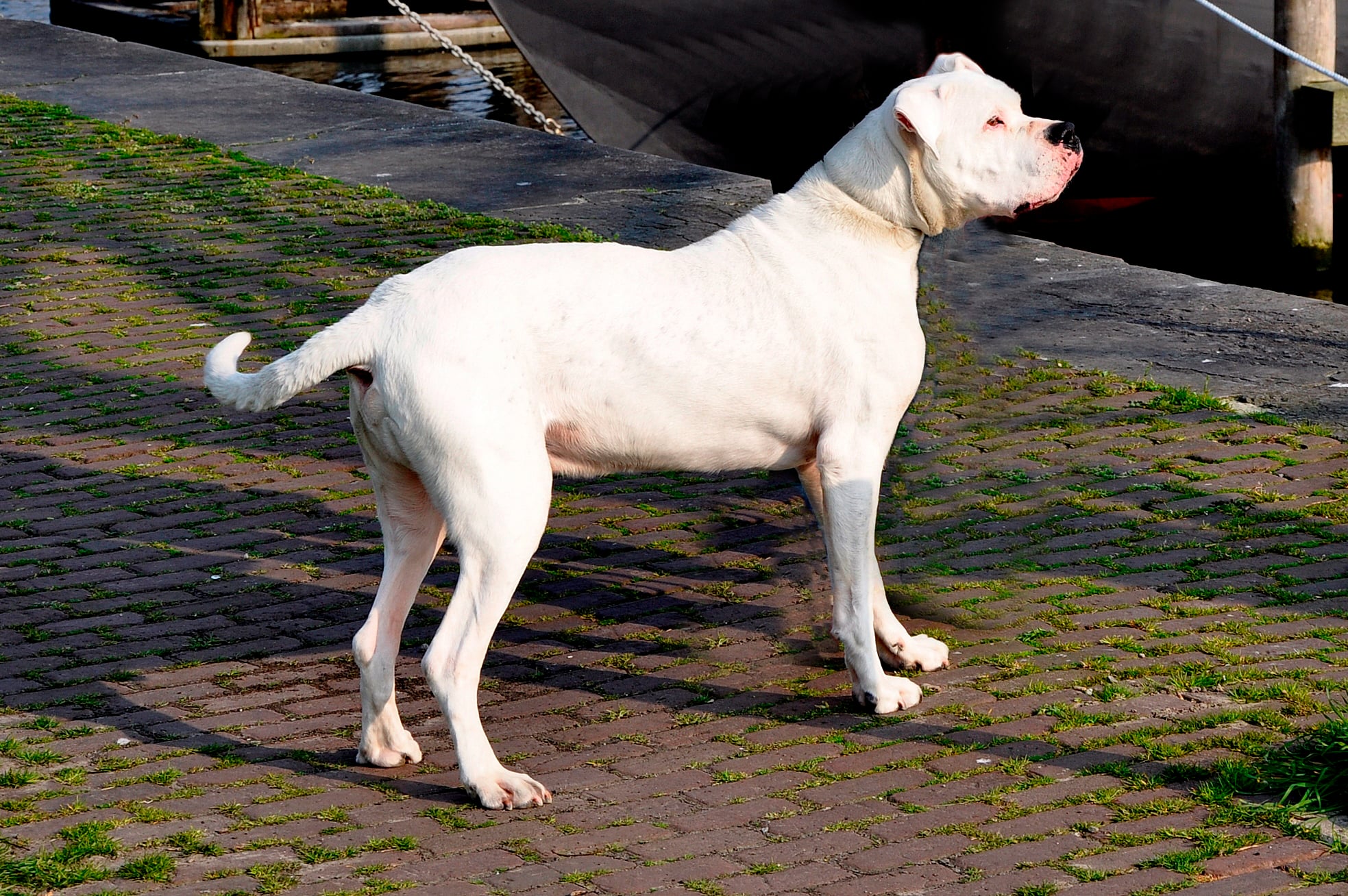 7. Argentine Dogo - The White Death (image credits: wikimedia)