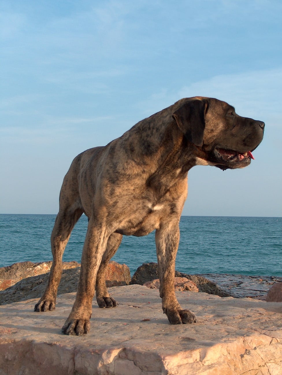 6. Presa Canario - The Canary Island Killer (image credits: wikimedia)