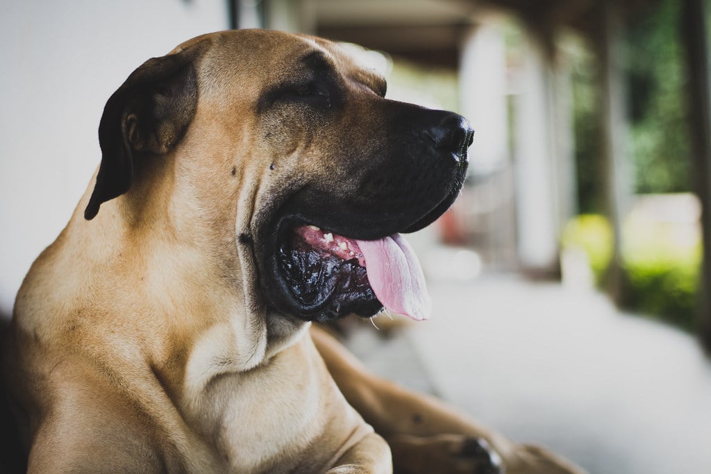 5. Fila Brasileiro - The Brazilian Bloodhound (image credits: flickr)
