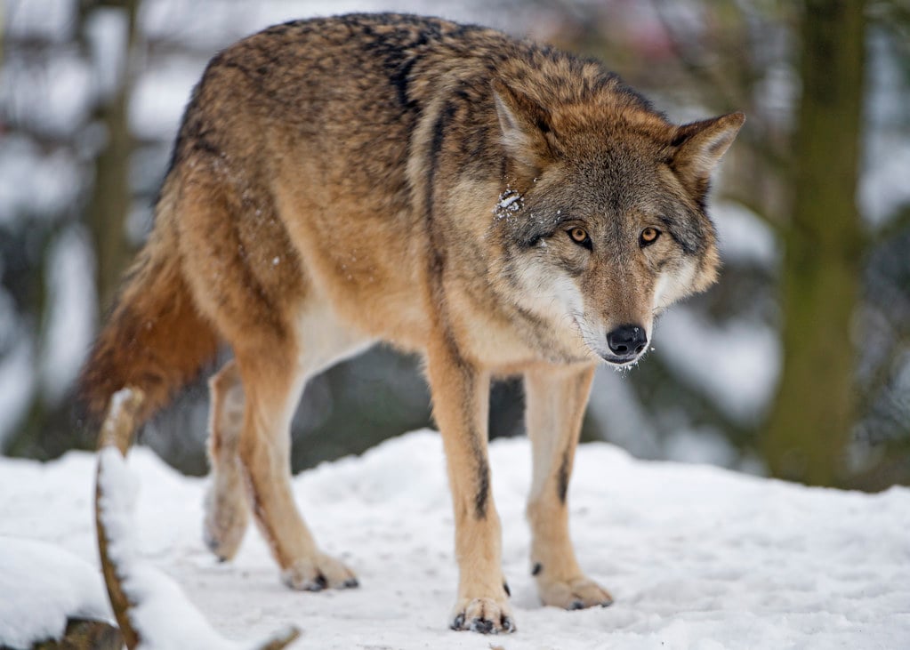 3. Wolf Hybrid - The Wild Card (image credits: flickr)