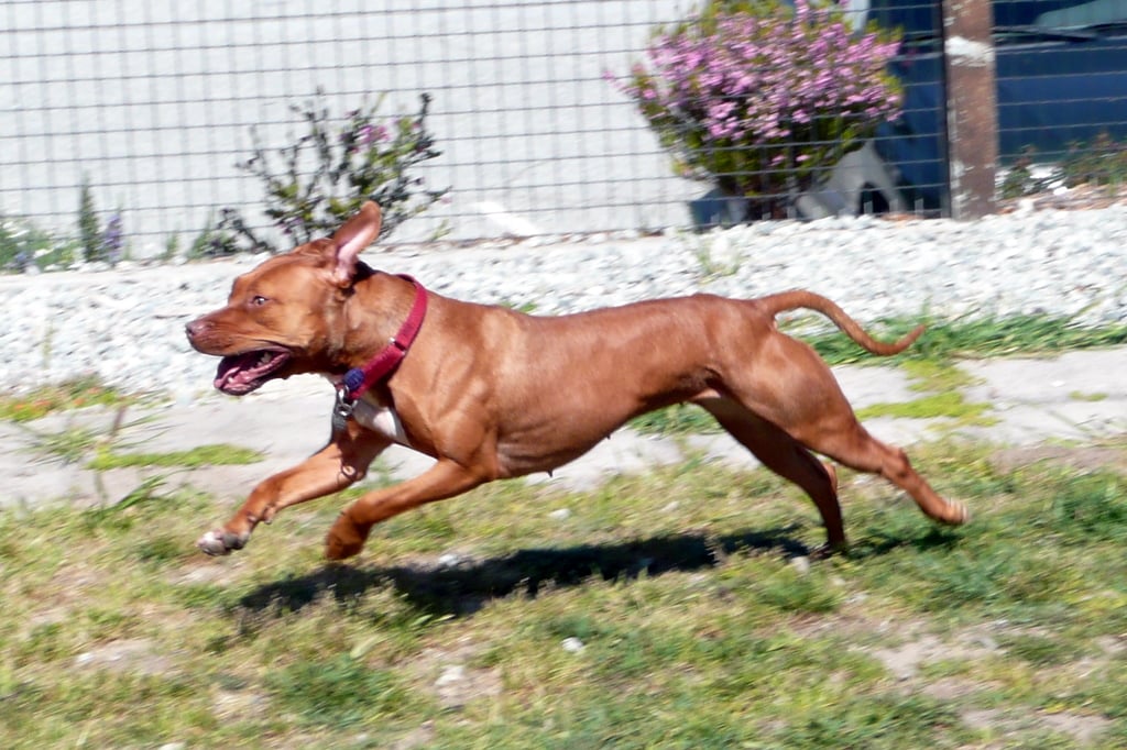 2. American Pit Bull Terrier - The Misunderstood Gladiator (image credits: wikimedia)