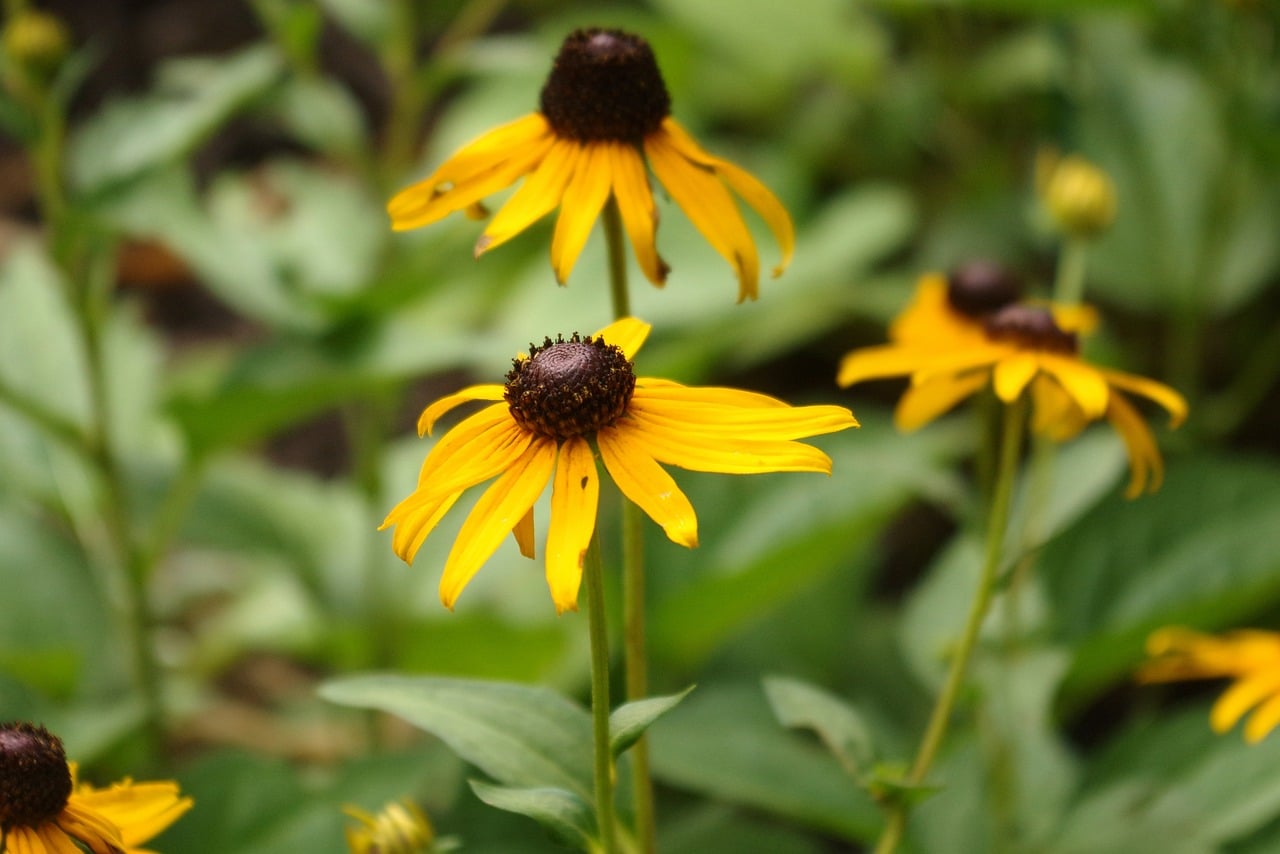 Black-Eyed Susan (Rudbeckia) (image credits: pixabay)