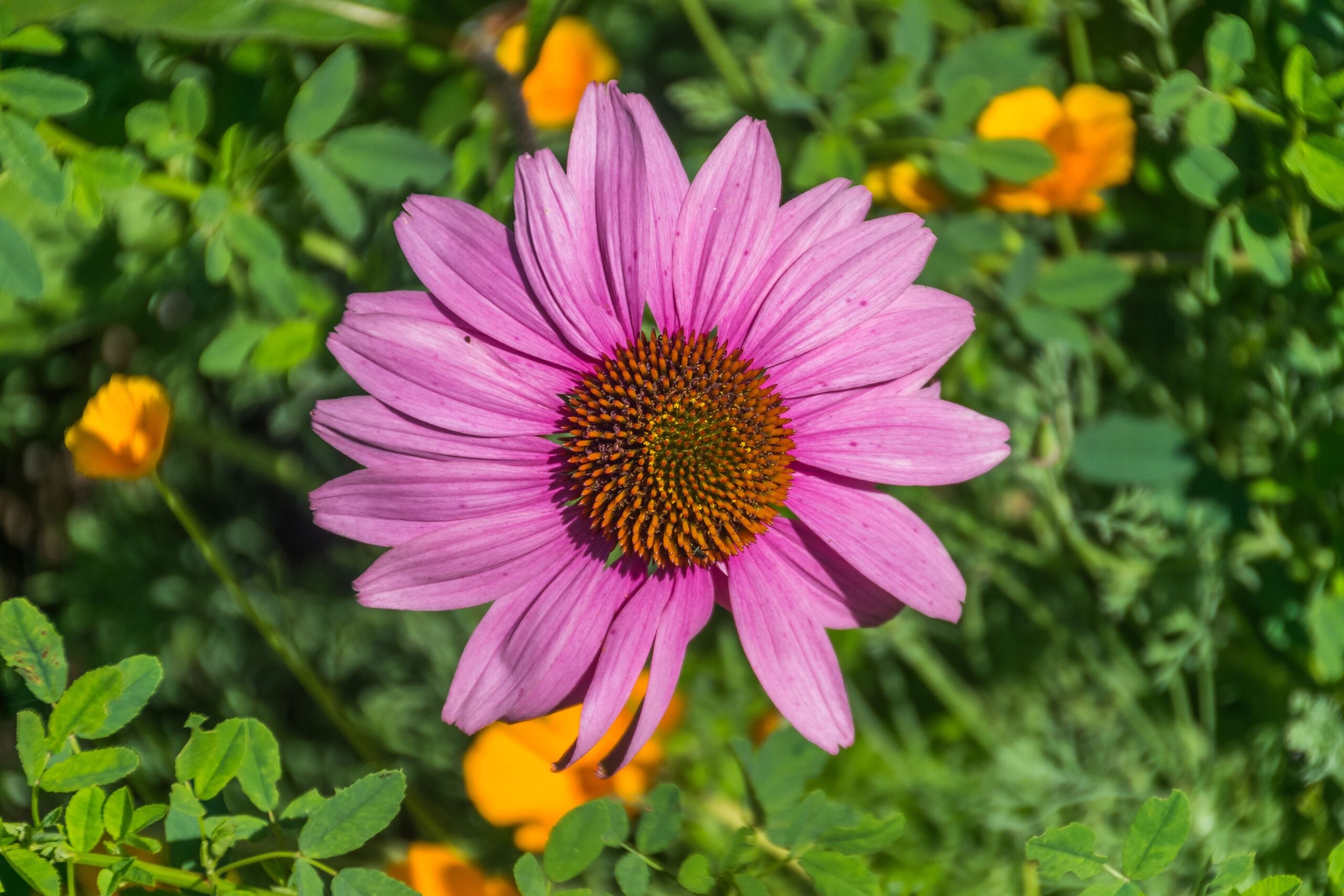 Purple Coneflower (Echinacea) (image credits: wikimedia)