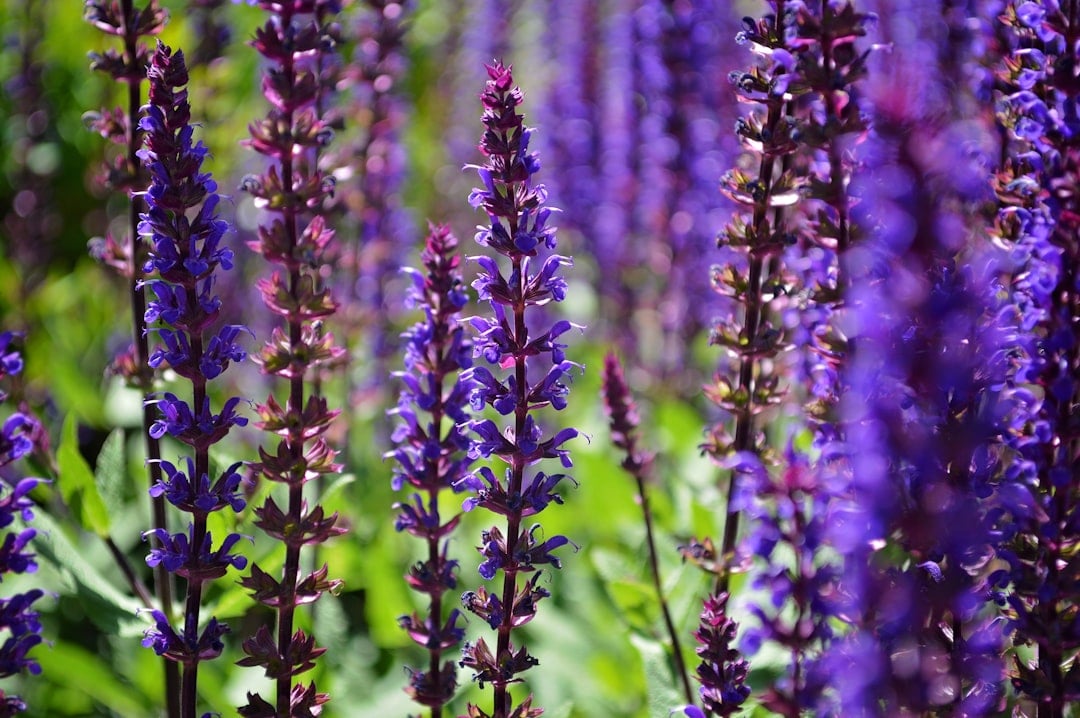 Salvia (Salvia nemorosa) (image credits: unsplash)