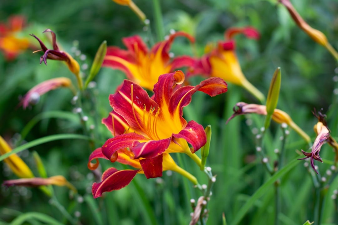 Daylily (Hemerocallis) (image credits: unsplash)