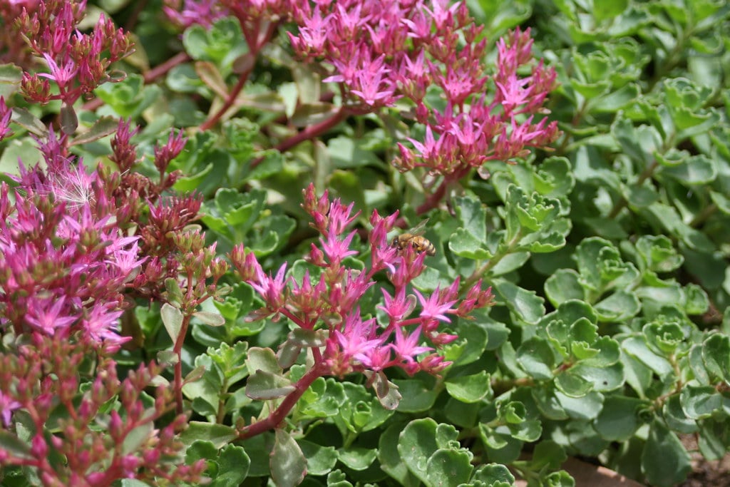 Sedum (Stonecrop) (image credits: flickr)