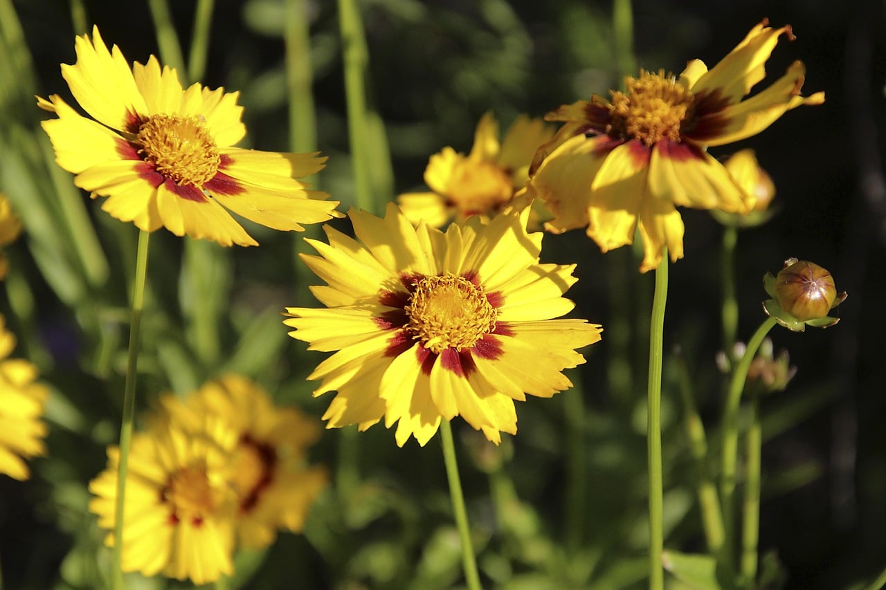 Coreopsis (Tickseed) (image credits: pixabay)
