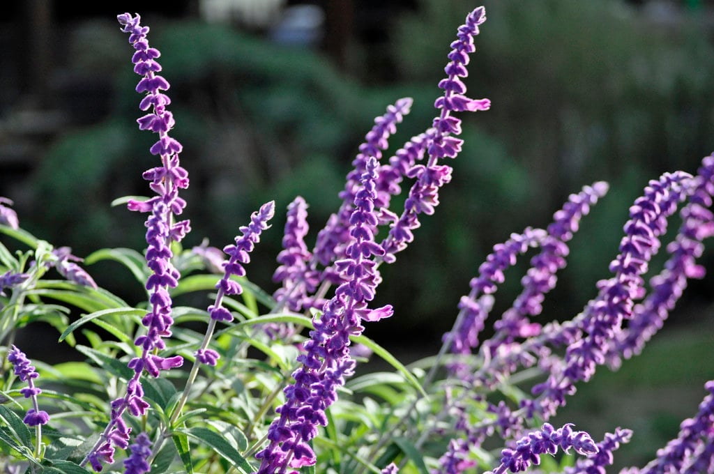Russian Sage (Perovskia atriplicifolia) (image credits: flickr)