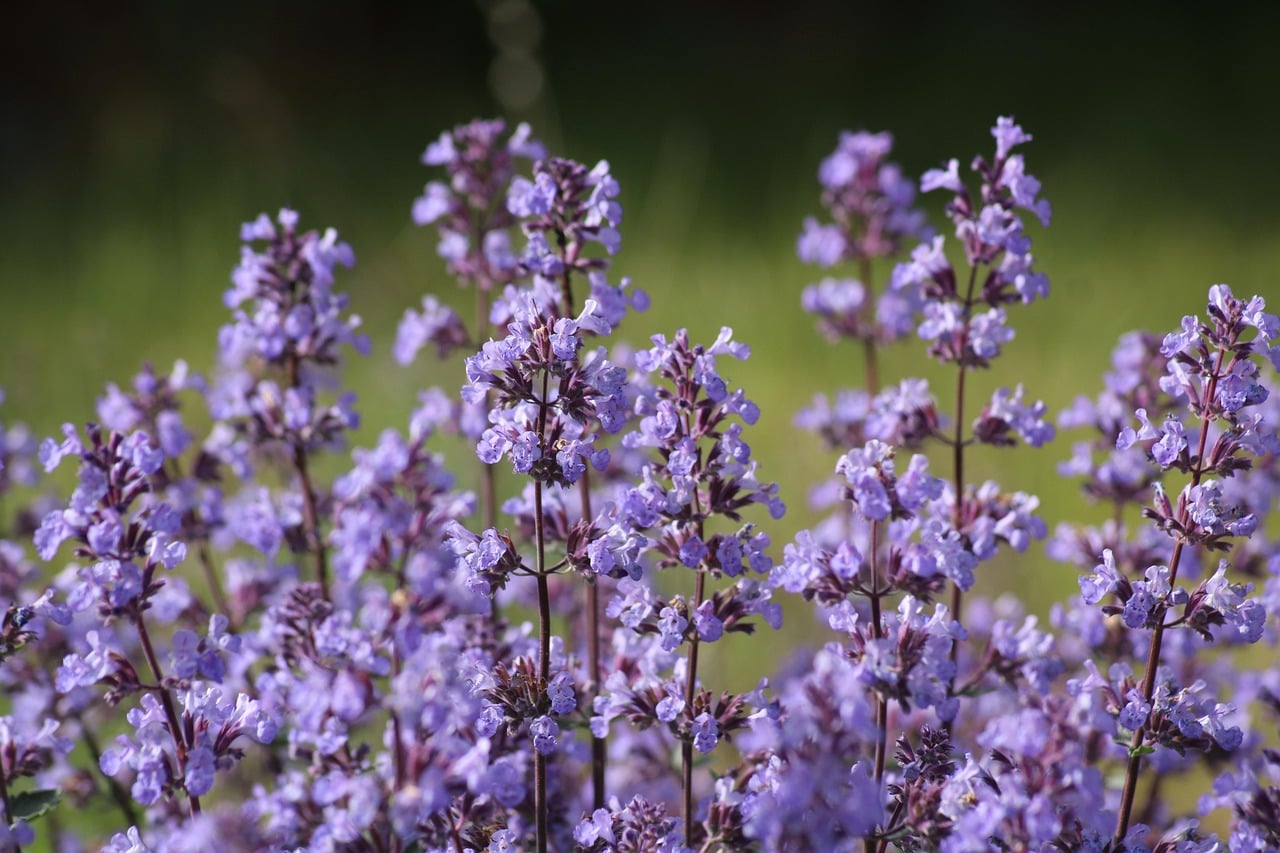 Catmint (Nepeta) (image credits: pixabay)