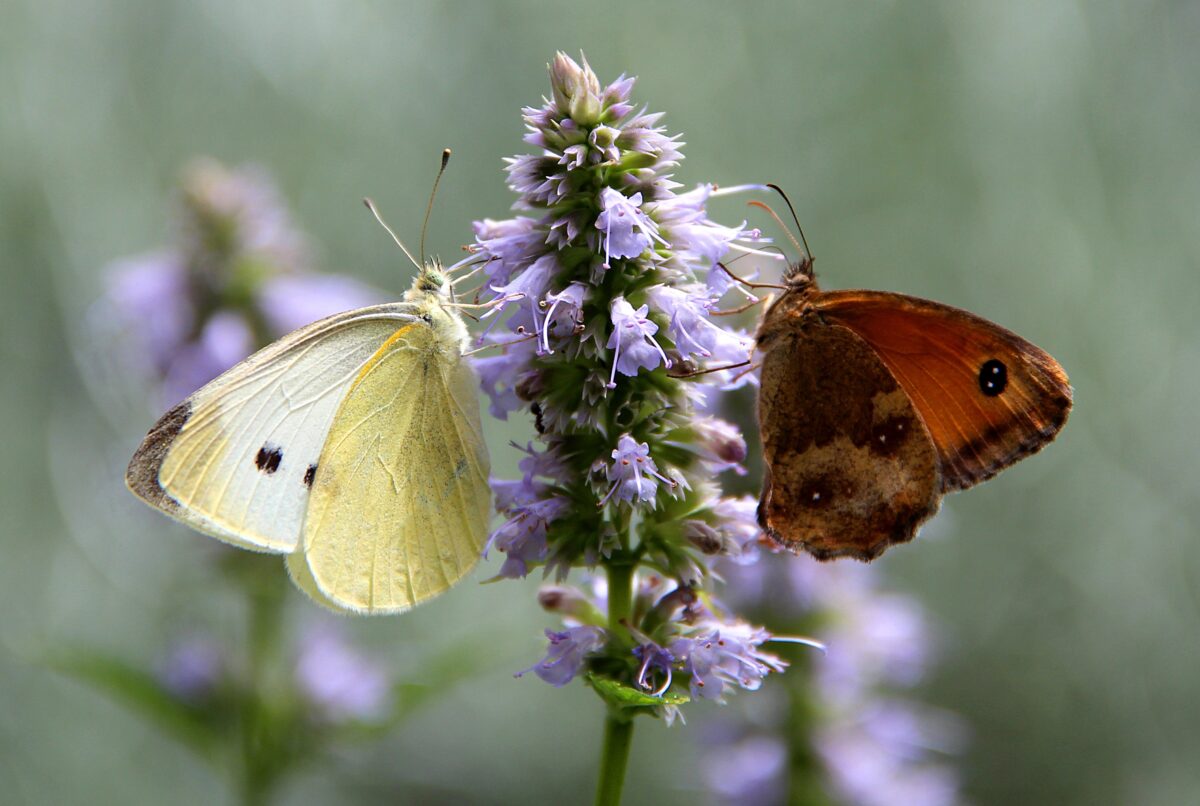 Agastache (Hummingbird Mint)