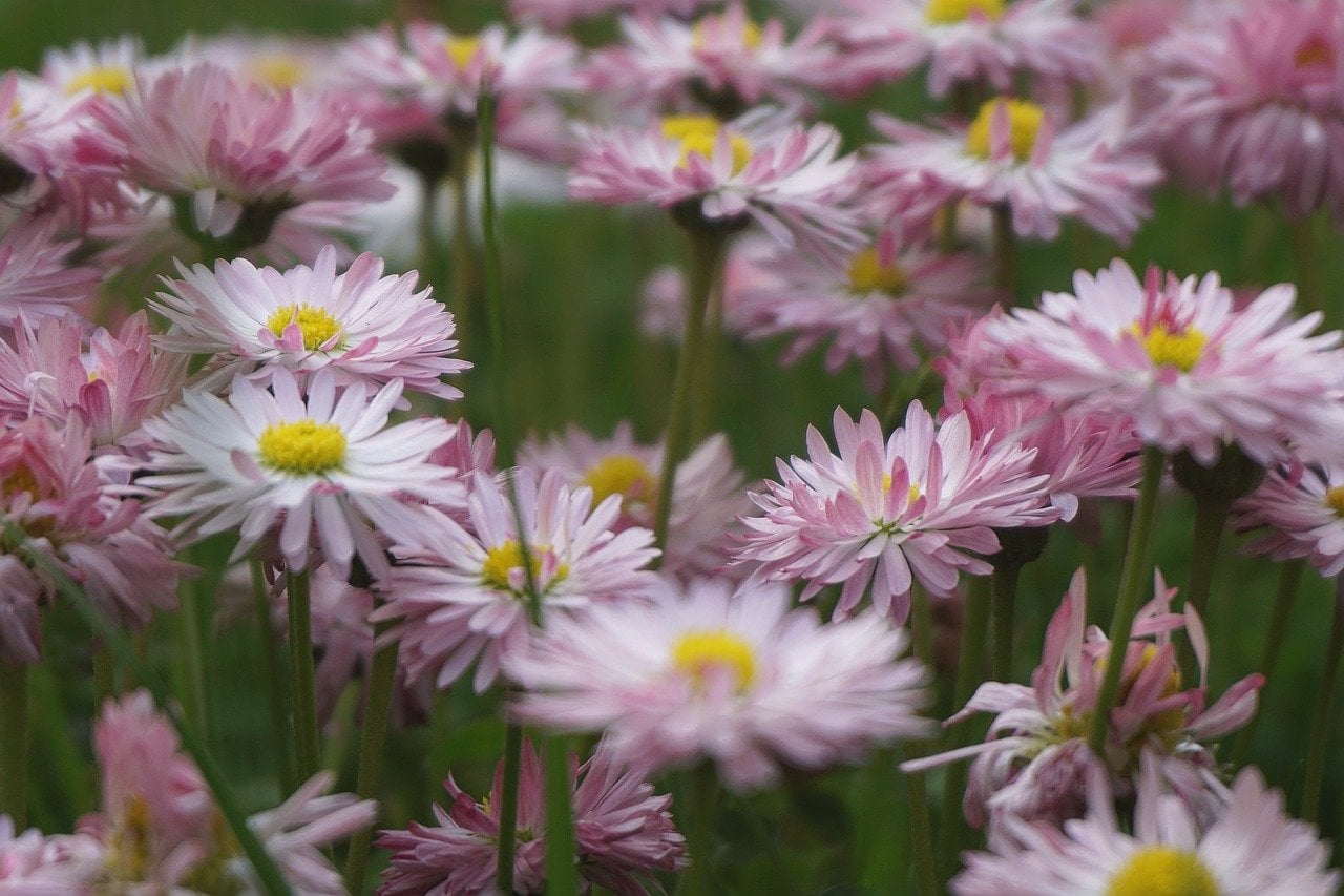 Shasta Daisy (Leucanthemum) (image credits: pixabay)