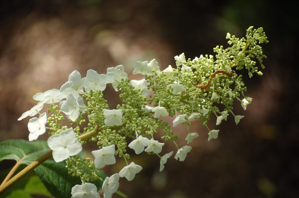 Panicle Hydrangea (Hydrangea paniculata) (image credits: flickr)
