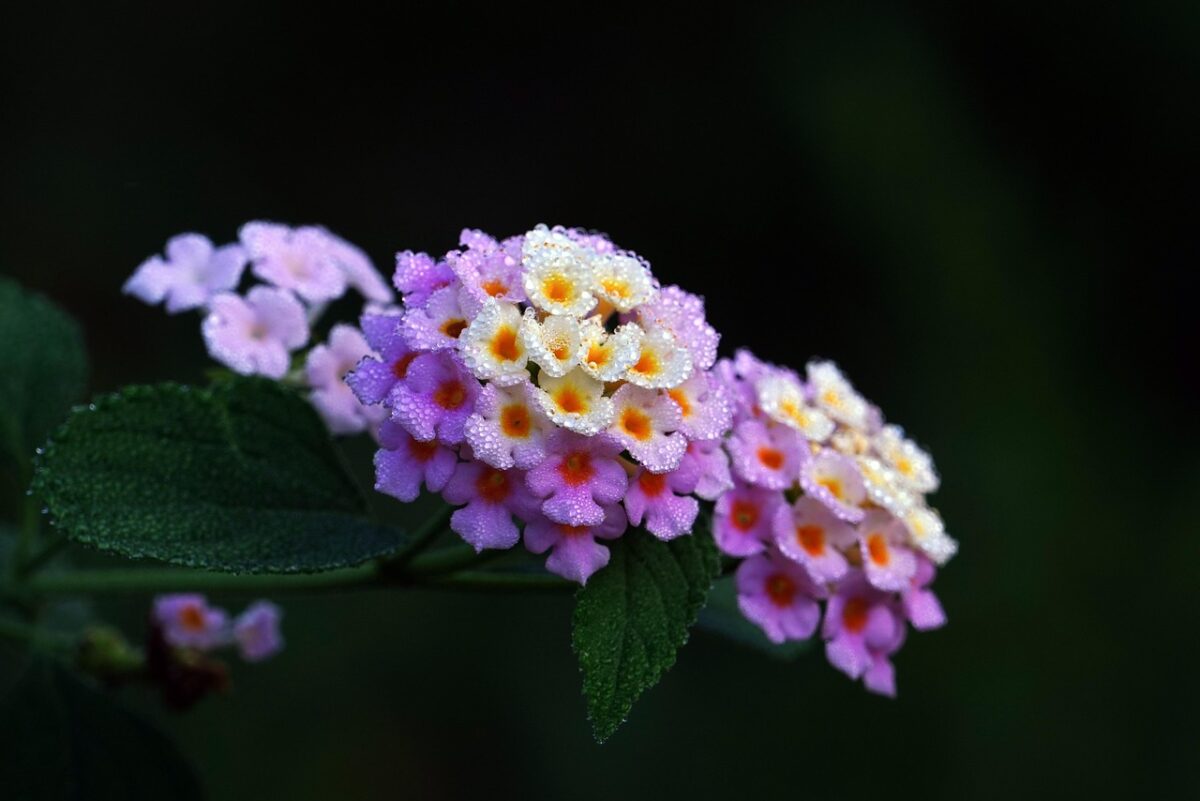 Lantana (Lantana camara)