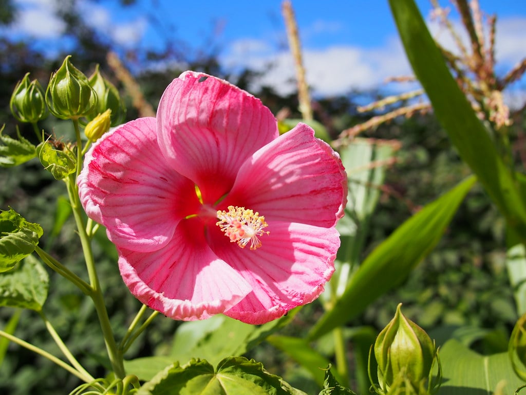 Hardy Hibiscus (Hibiscus moscheutos)