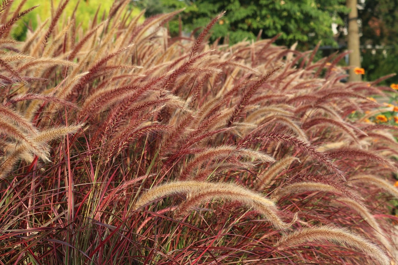 Fountain Grass (Pennisetum) (image credits: pixabay)