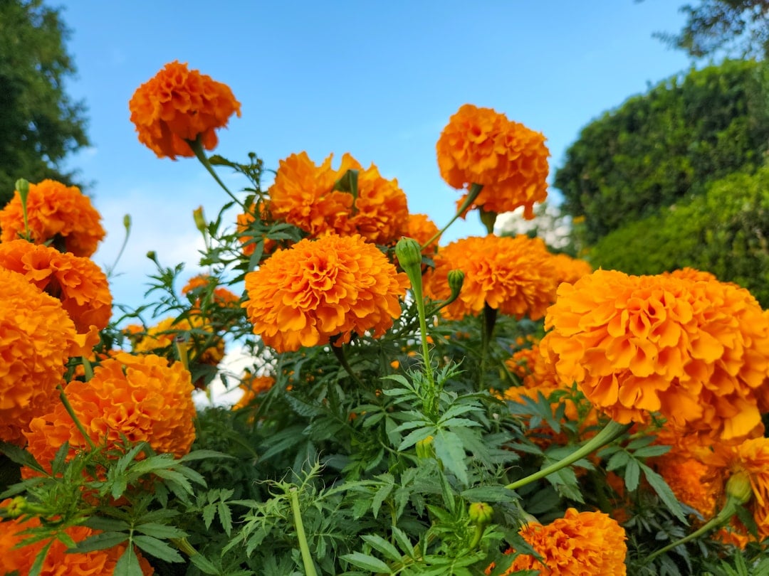 Marigold (Tagetes) (image credits: unsplash)
