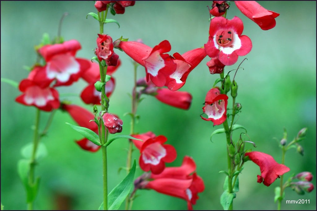 Penstemon (Beardtongue) (image credits: flickr)