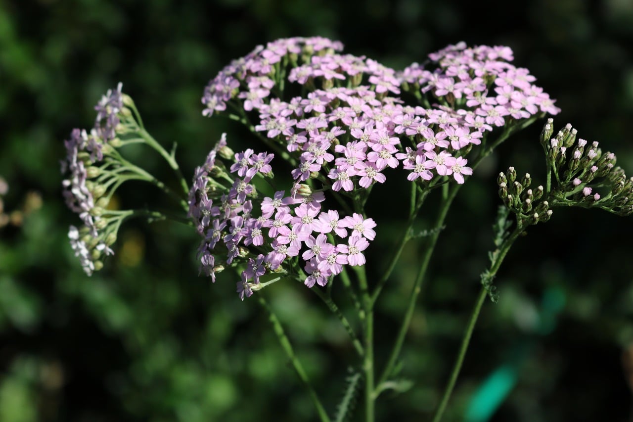 Yarrow (Achillea millefolium) (image credits: pixabay)