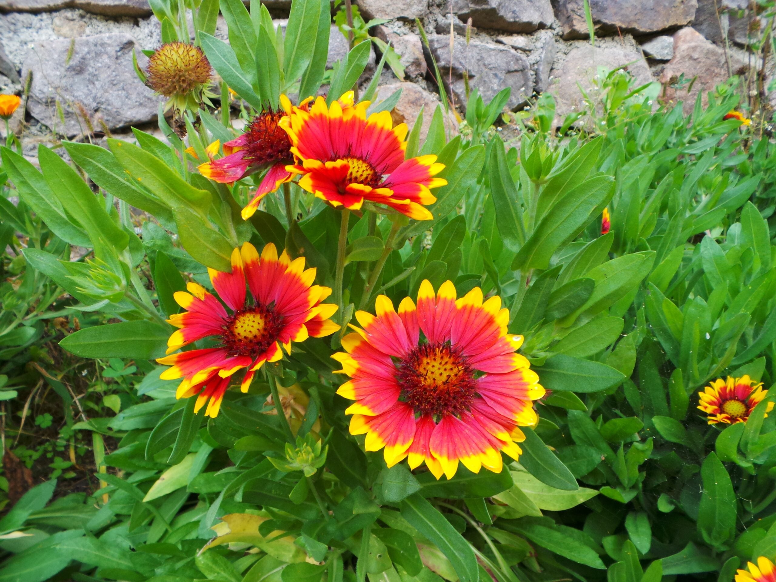 Blanket Flower (Gaillardia) (image credits: wikimedia)