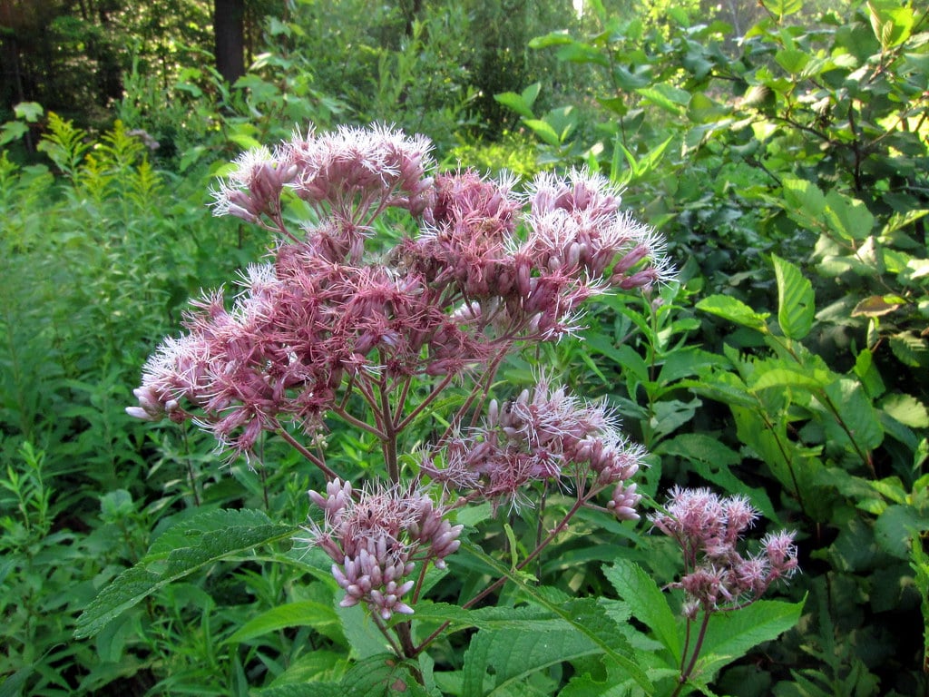 Joe Pye Weed (Eutrochium) (image credits: flickr)