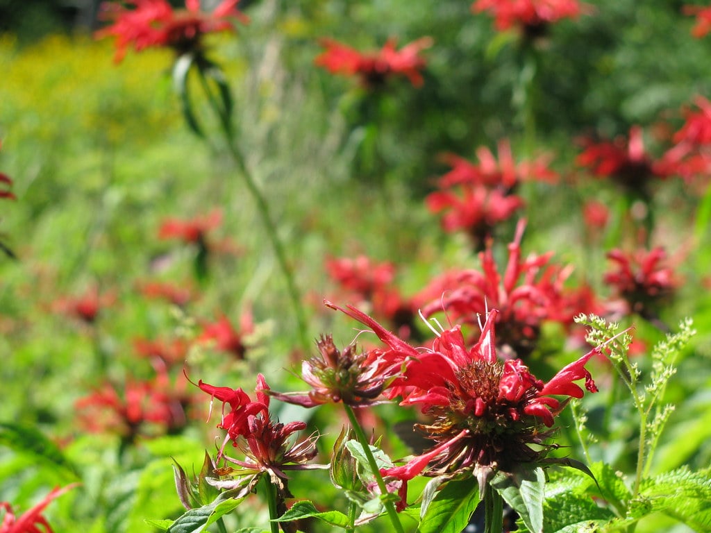 Bee Balm (Monarda) (image credits: flickr)