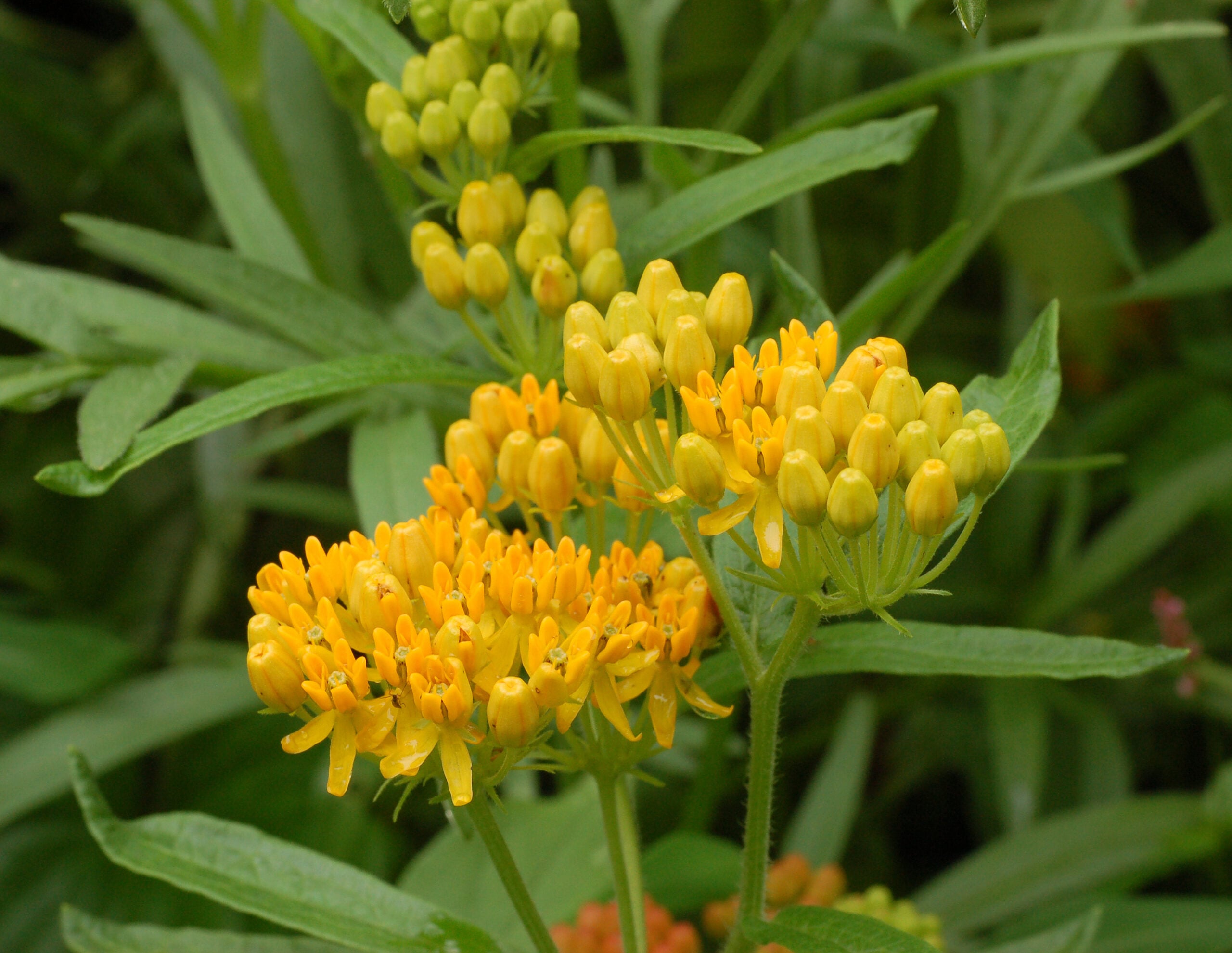 Butterfly Weed (Asclepias tuberosa) (image credits: wikimedia)