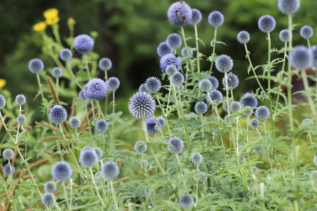 Globe Thistle (Echinops) (image credits: pixabay)