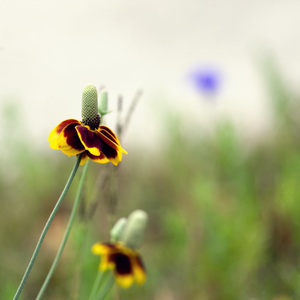 Mexican Hat (Ratibida columnifera) (image credits: flickr)