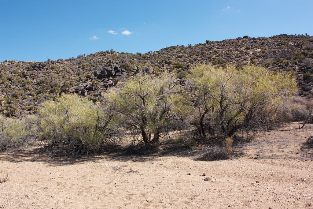 Desert Willow (Chilopsis linearis) (image credits: flickr)