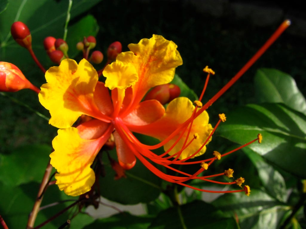 Pride of Barbados (Caesalpinia pulcherrima) (image credits: flickr)