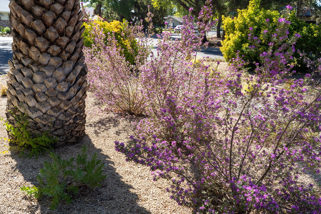 Texas Sage (Leucophyllum) (image credits: flickr)
