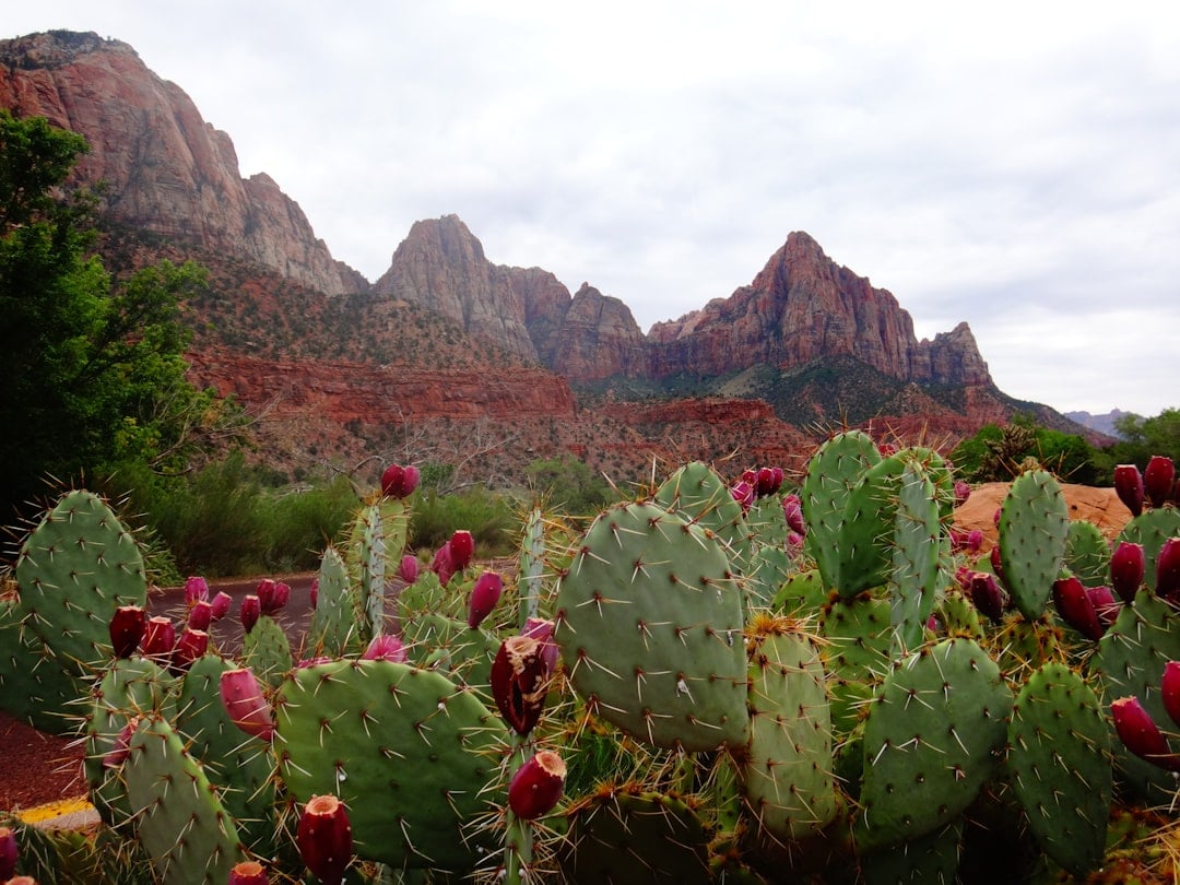 Prickly Pear Cactus (Opuntia) (image credits: unsplash)