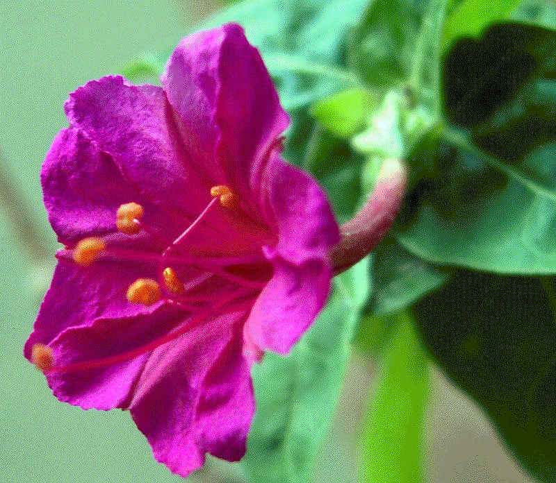 Four O'Clock (Mirabilis jalapa) (image credits: flickr)