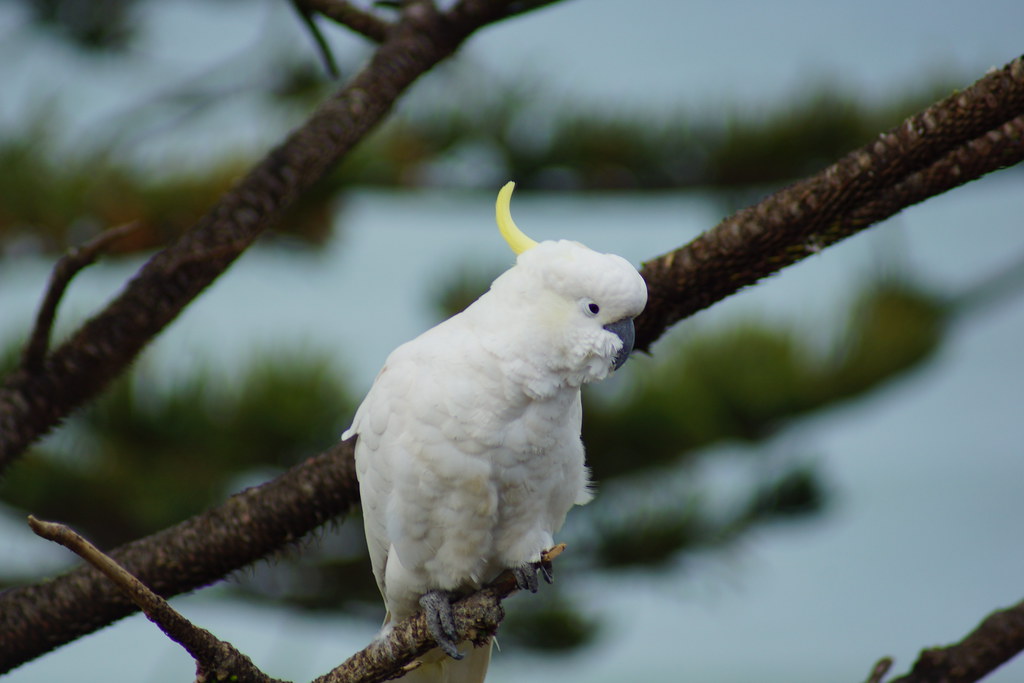 Cockatoos
