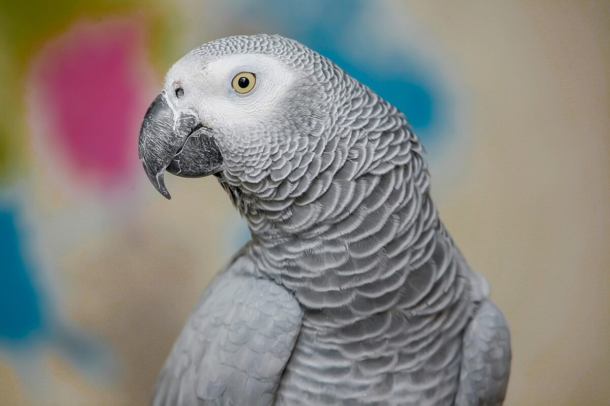 African Grey Parrots