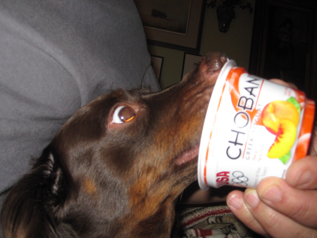 Plain Yogurt: The Probiotic Powerhouse (image credits: flickr)