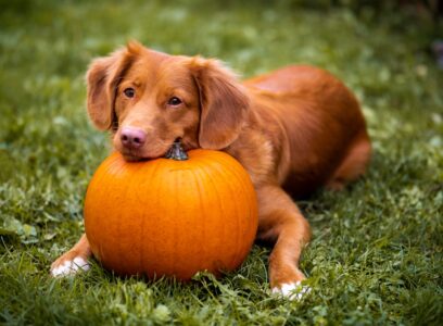 20 Foods in Your Pantry That Could Add Years to Your Dog&rsquo;s Life