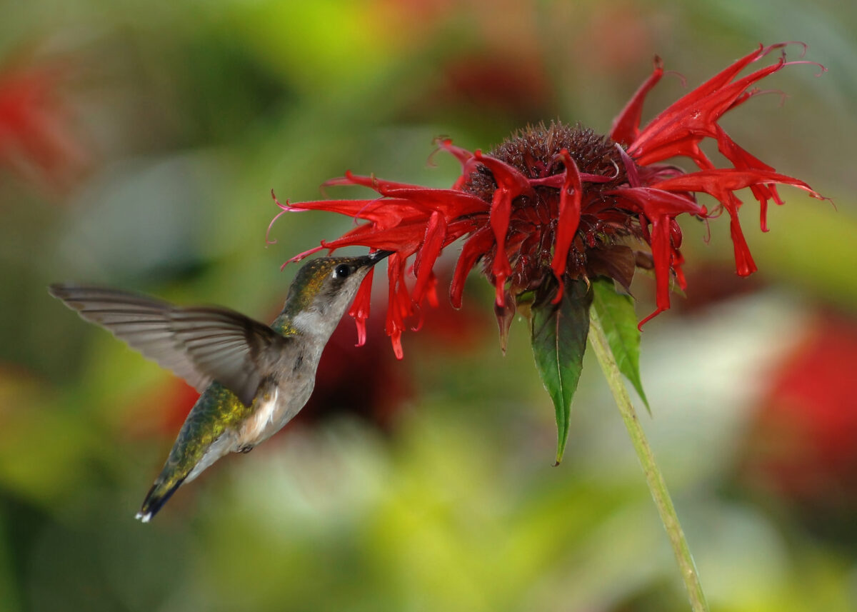 Bee Balm - The Ultimate Hummingbird Magnet