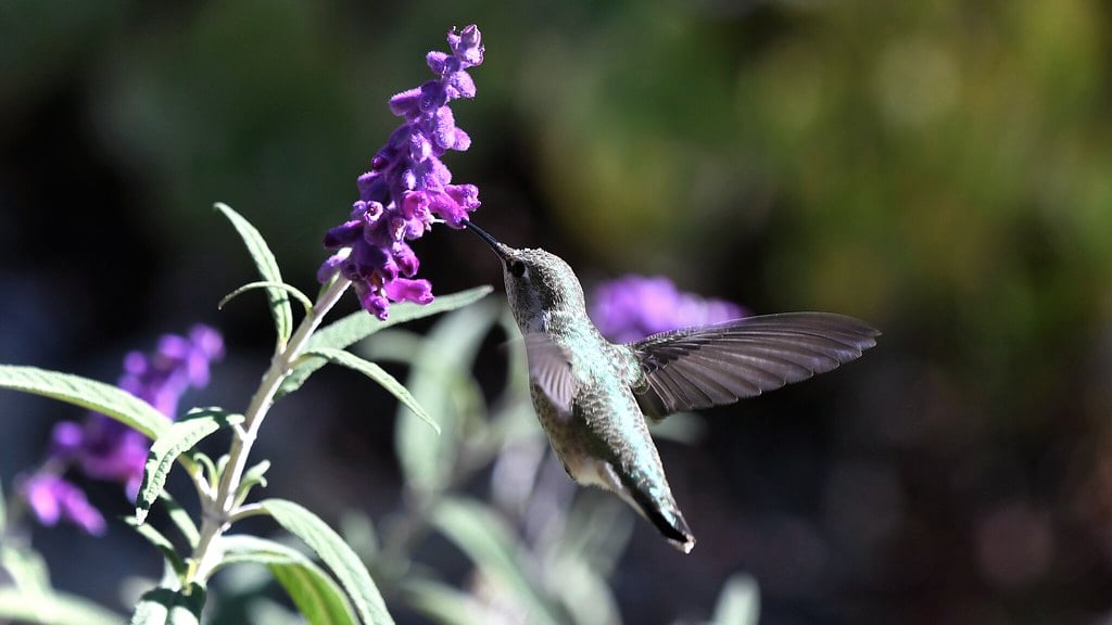 Salvia - The Hummingbird's Best Friend (image credits: flickr)